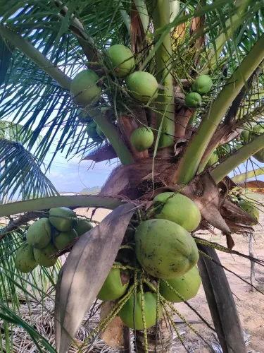 sitio com 8 hectares plantado de coqueiros em plena produção 100% irrigado 3 poços tubular