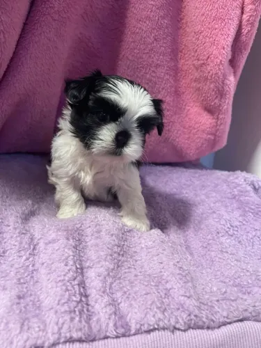 Lindos shih tzu mini 