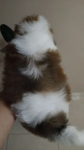 Lindo filhote de shitzu macho disponível