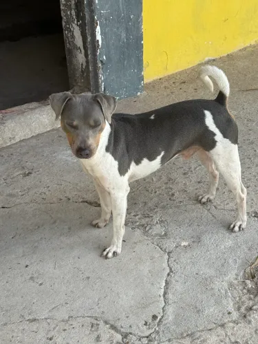 FOX paulistinha com pedigree CBKC - Terrier brasileiro puro filhote 