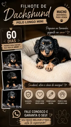 Daschund pelo longo 