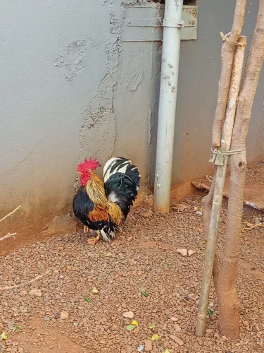 Doação