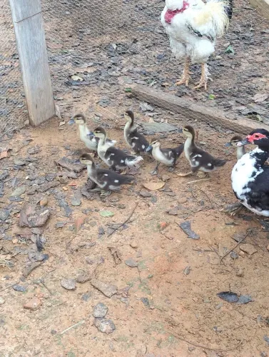 Lindos patinhos