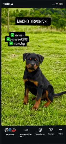 Filhote de Rottweiler (MACHO)