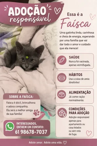 Doação gatinha cinza