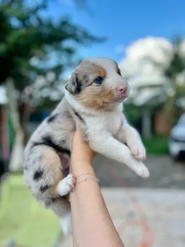 cachorro border collie 