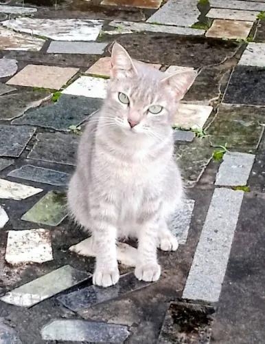 Gatinha linda e castrada para adoção responsável.