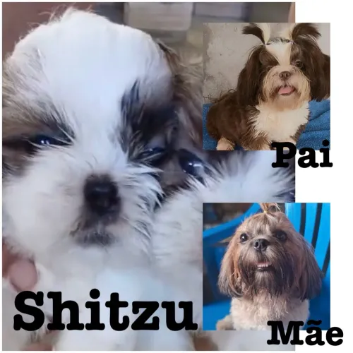 Filhote Shitzu 