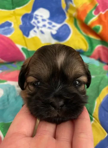 lhasa apso filhote fêmea disponível, tranquila, boa companheira