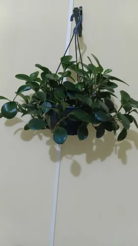 Plantas pendentes