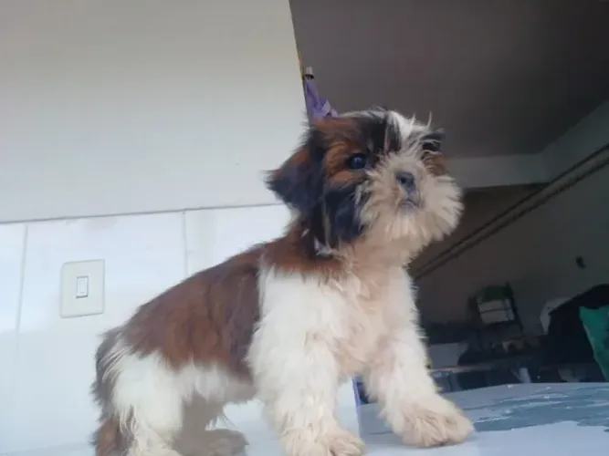 Shih-tzu Macho