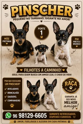 PINSCHER MACHO