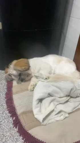 Cachorro shih tzu