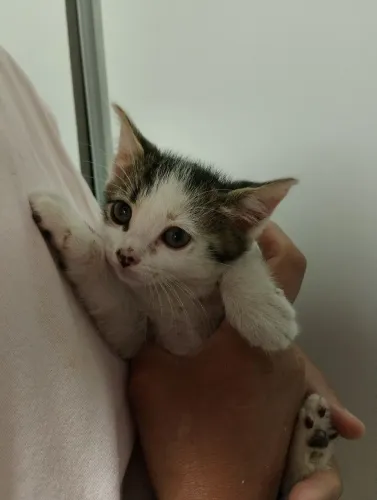 Gatinhos para adoção