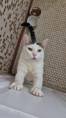Gato fêmea