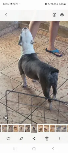 Vende-se Bulldog Francês