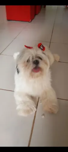 Cachorro ?
