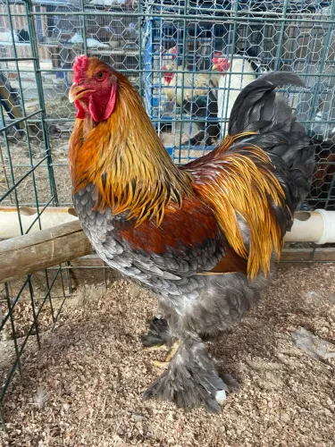 Galos da raça Brahma