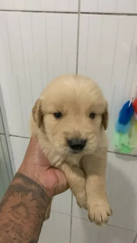 Golden Retriever - Entregamos hoje no seu endereço.