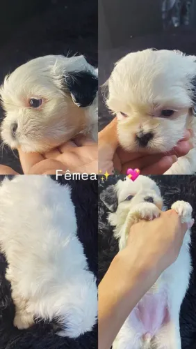 Shitzu machos 1000 fêmea 1700