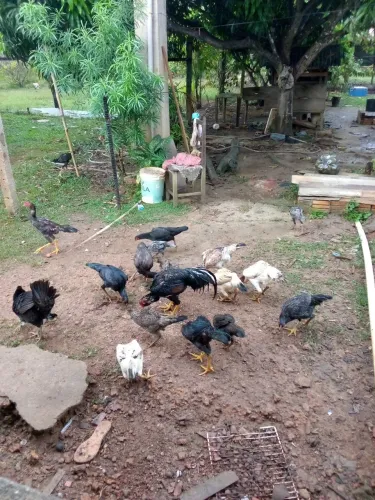 Galinhas 