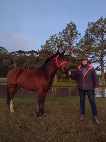 Cavalo Crioulo