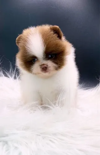 Lulu da Pomerania