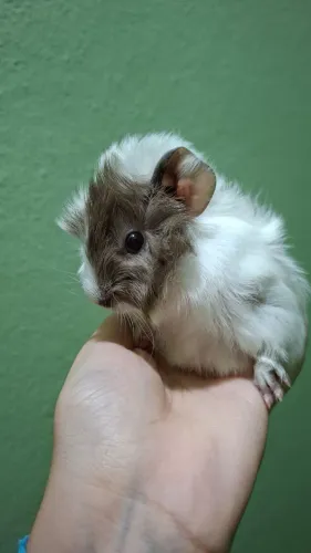 Porquinho da Índia Macho