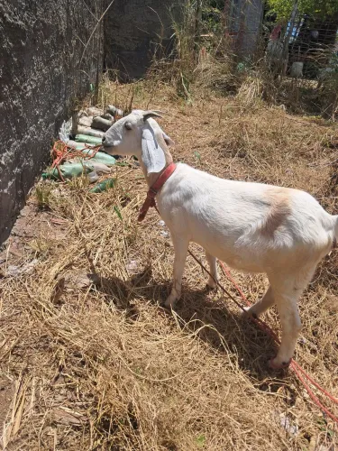 Cabra