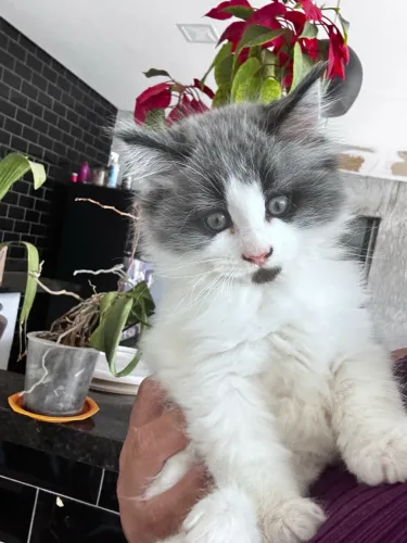 Lindos Filhotes de Maine Coon