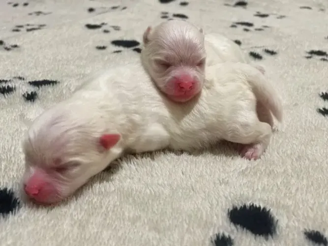 Lulu Spitz Procedência e Pedigree Você encontra aqui!