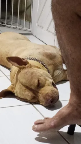 Procura-se Namorada