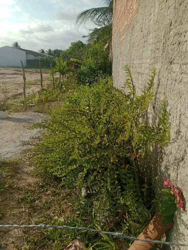 Vendo casa com terreno ao lado e um ótimo quintal