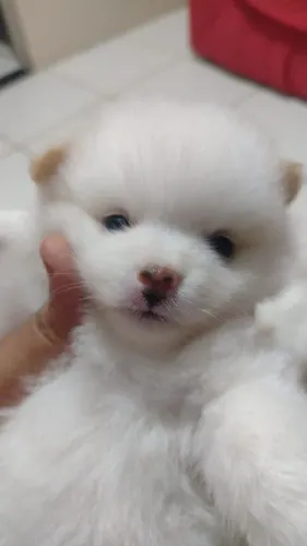Linda lulu da Pomerânia 