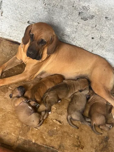 Filhotes fila brasileiro 