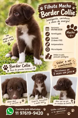 FILHOTE MARROM BORDER COLLIE MACHO