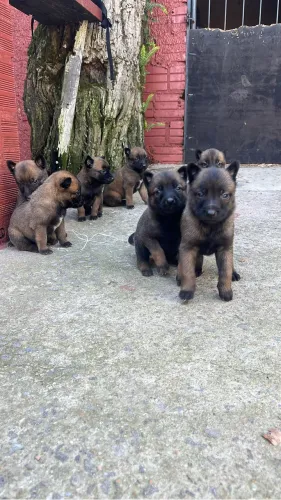 Filhotes pastor belga malinois