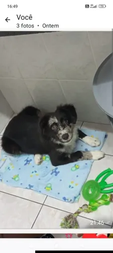 Boder coli fêmea 4 meses