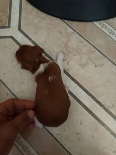 Vendo Filhotes de Pinscher