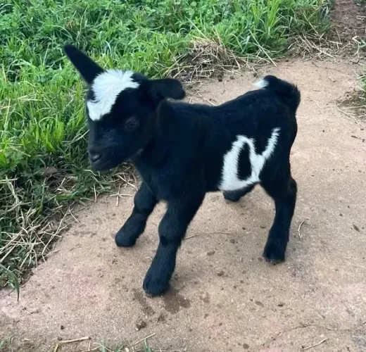 Mini Cabrita - fêmea