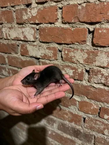Rato Twister hamster Persa pet 
