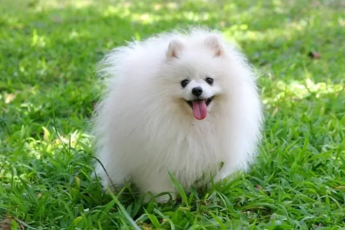 Lulu Pomerânia compr 