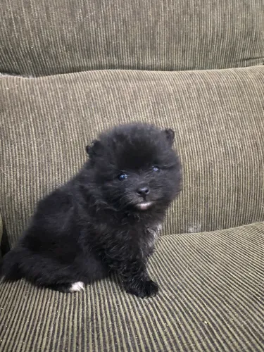 Lulu da Pomerânia Mini - Spitz Alemão
