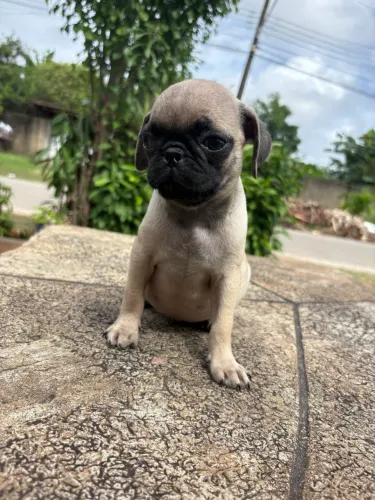 Filhote Pug Macho