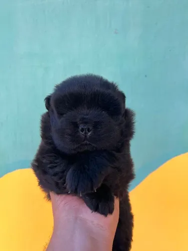 Lindos filhotes de chow chow a venda estou vendendo 2 filhotes de chow chow macho