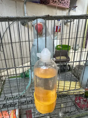 Vendo