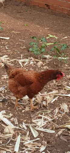 Galinha GSB 