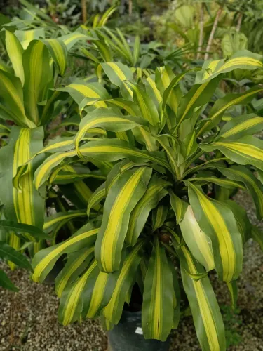 Dracena arbórea