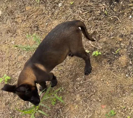 Pastor Malinois 3 meses , Femea com pedigree