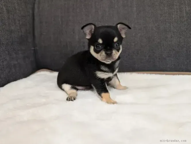 Cãozinho esperto e afetuoso Chihuahua